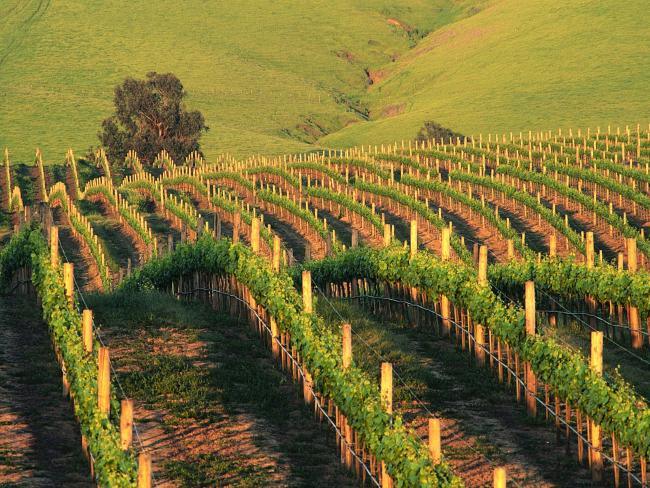 Napa Vineyard at Sunset, California