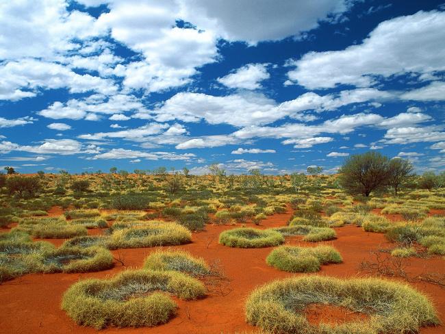 Old Spinifex Rings, Little Sandy Desert, Australia