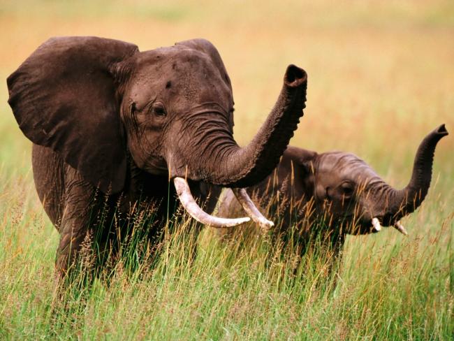 2 słonie na safari