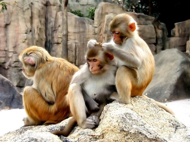 3 małpki