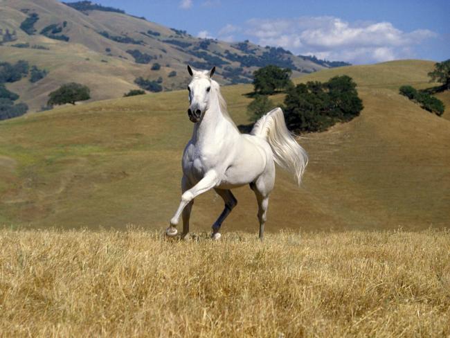 Biały koń na polu