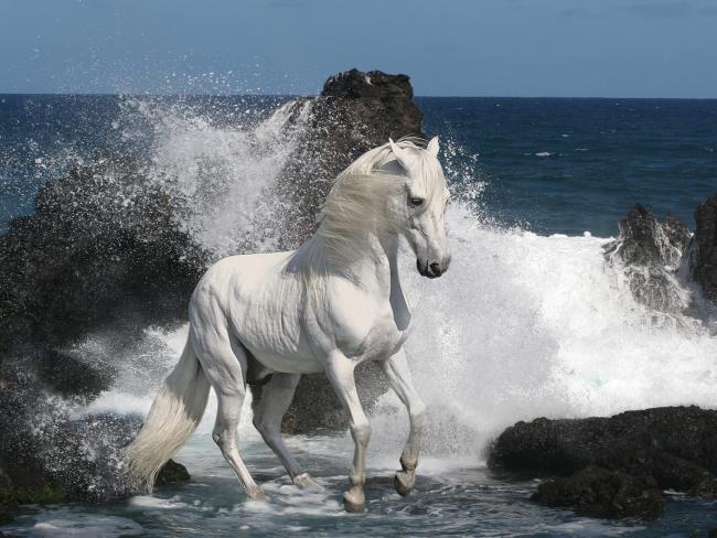 Biały koń w zatoce