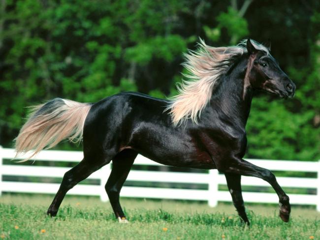 Czarny koń z białą grzywą