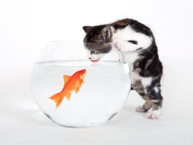 Kot i ryba w akwarium