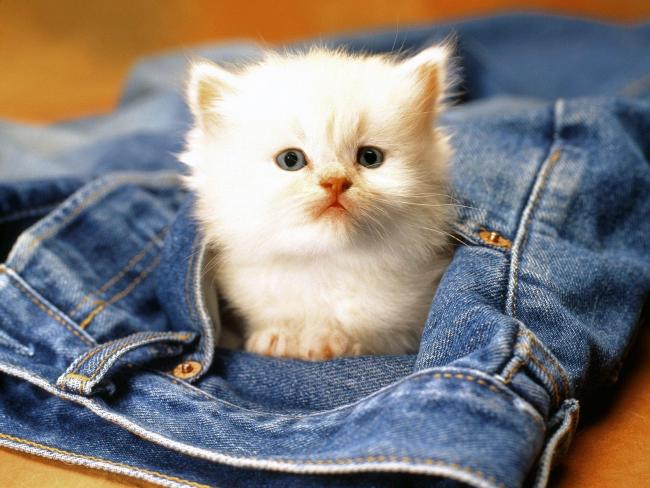 Kot w spodniach