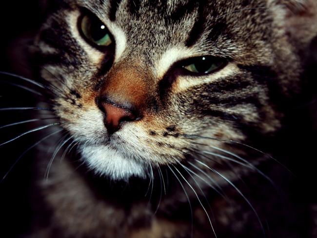 Kot z przymróżonymi oczami