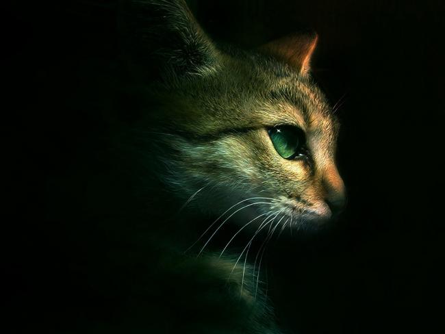 Mały kot w ciemności