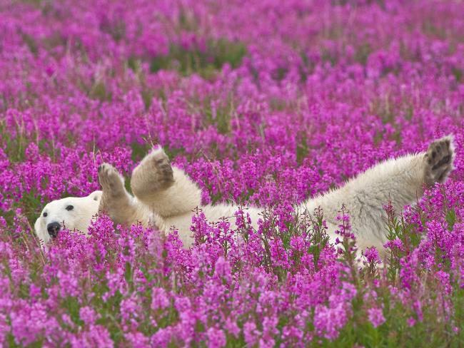 Niedźwiedź polarny w kwiatach