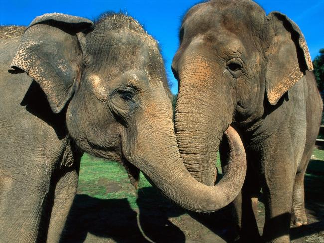 Objęte słonie