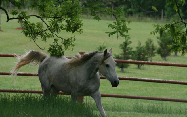 Piękne konie