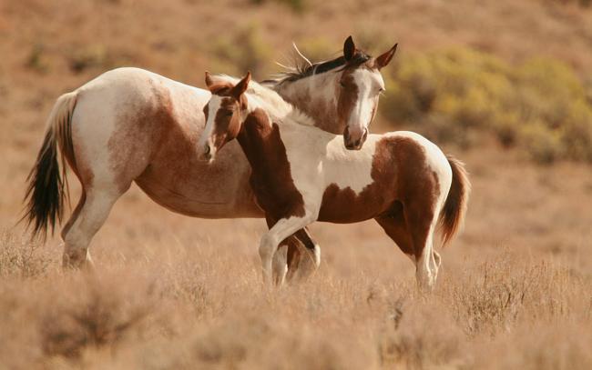 Piękne konie