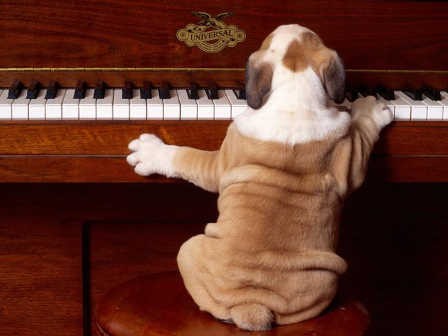 Pies grający na fortepianie