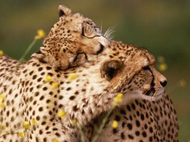 Przytulające się gepardy