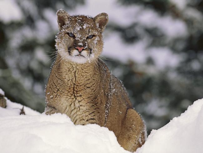 Puma w śniegu
