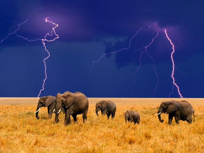 Słonie w burze