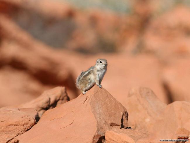 Wiewiórka na skale