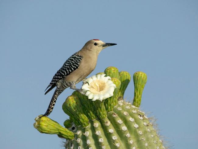 Ptak na kaktusie