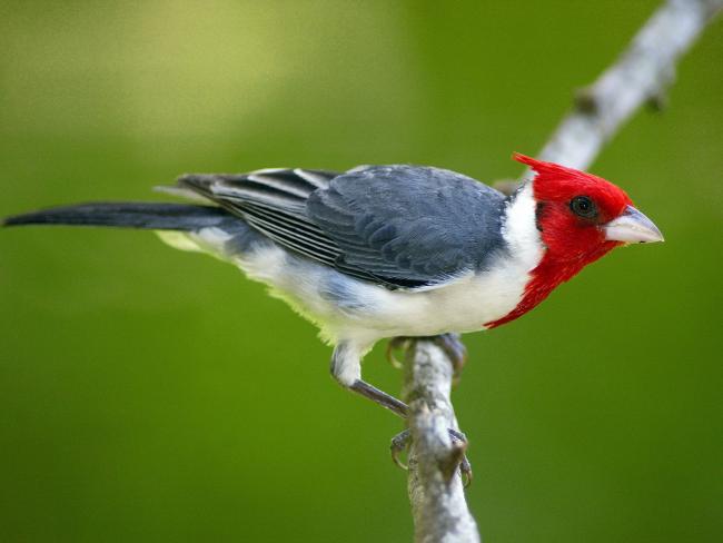 Ptak z cerwonym łebkiem