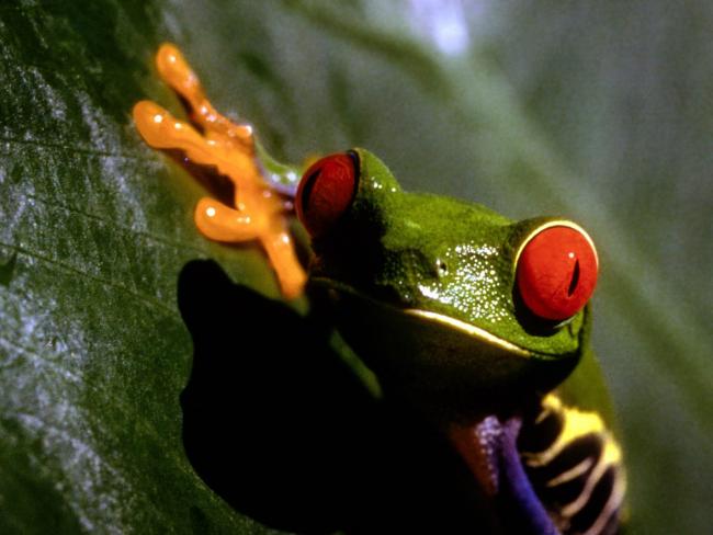 żaba z czerwonymi oczami