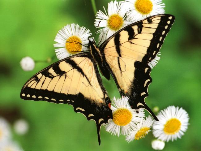 Motyl z rozłożonymi skrzydłami