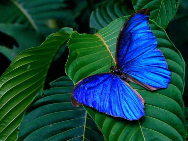 Niebieski motyl na liściu
