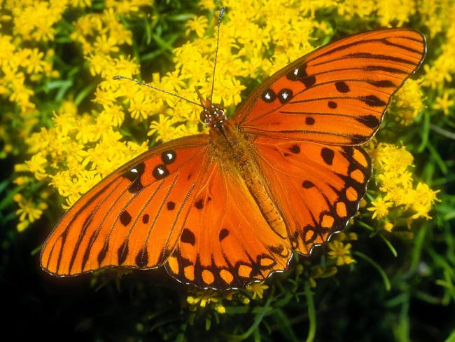 Pomarańczowy motyl na żółtych kwiatach