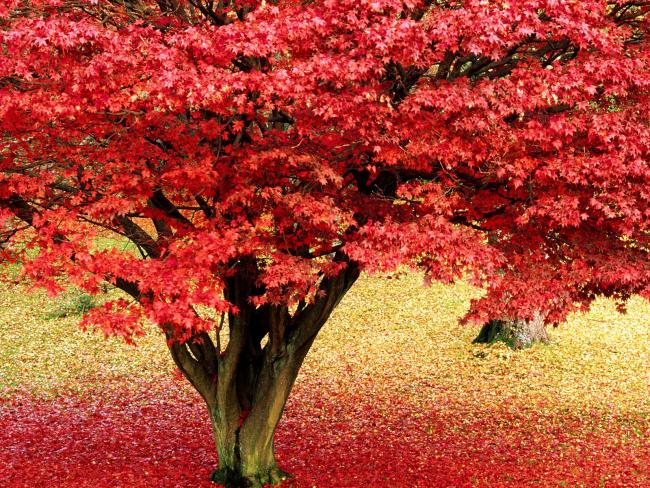 Czerwone kwiaty na drzewie w Anglii