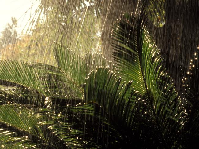 Deszcz w dżunglii