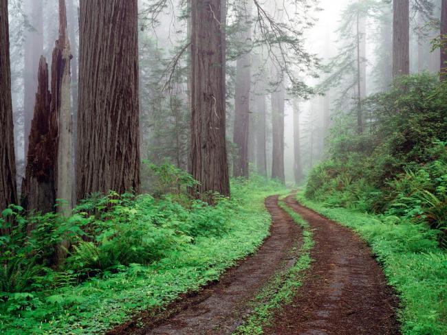 Droga w Kalifornijskim lesie