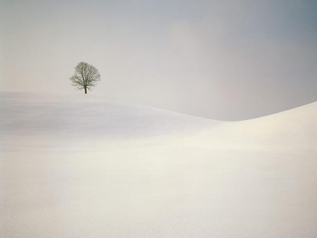 Drzewo na pustyni śnieżnej