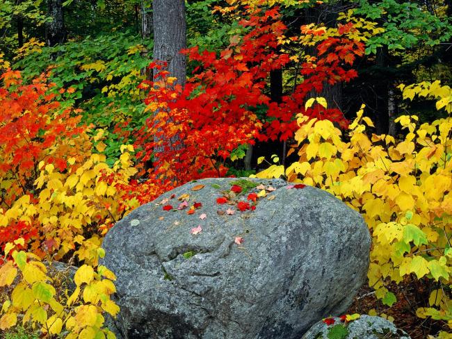 Kamień na tle jesiennych liści