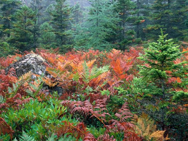 Kolorowe krzewy Park Narodowy Acadia