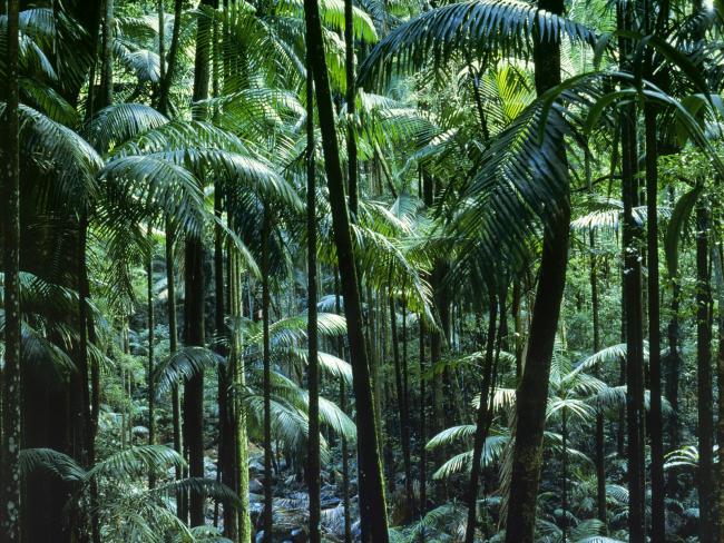 Las tropikalny w Australii