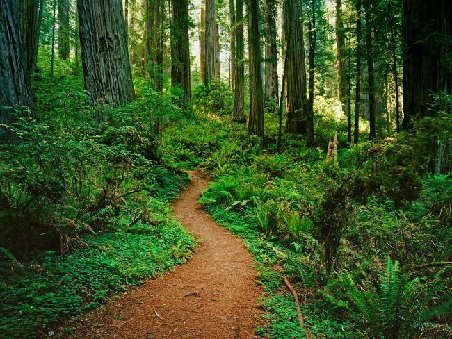 Ścieżka leśna Kalifornia