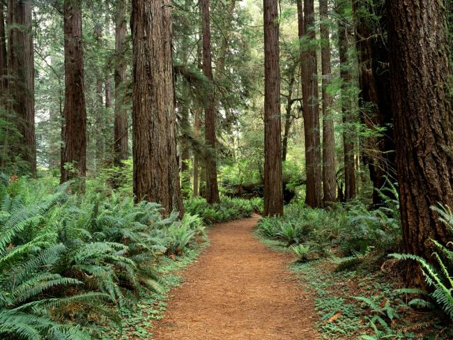 Ścieżka w lesie Kalifornijskim
