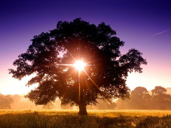 Słońce przenikające drzewo