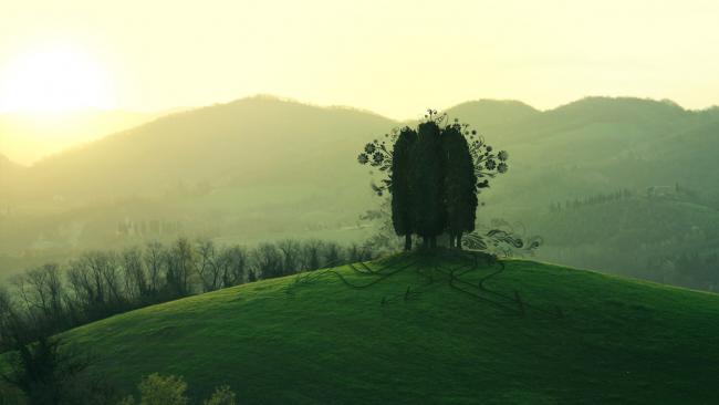 Zielona planeta - drzewa