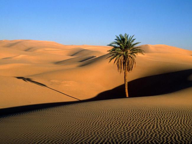 Lone Palm, Sahara