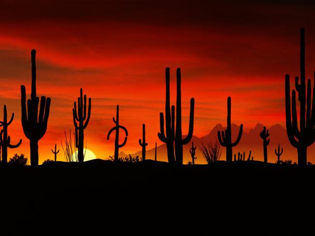 Saguaros, Sonoran Desert, Arizona