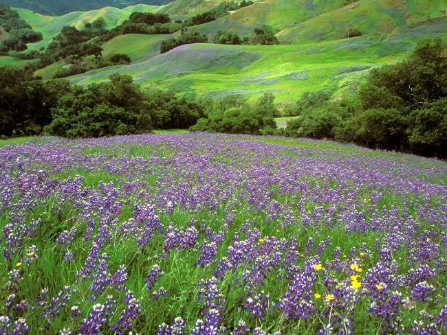 California Dreaming, Lupine Field, Cambria, California