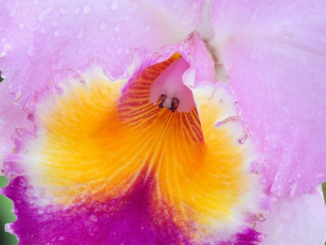 Macro View of an Orchid
