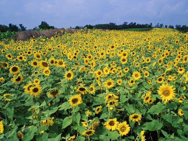 Sunflower Field, Near Lexington, Kentucky