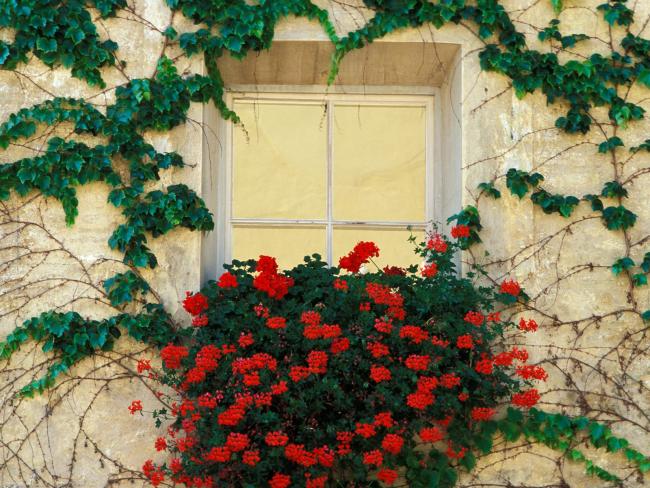Vines and Flowers, Brixen, Italy