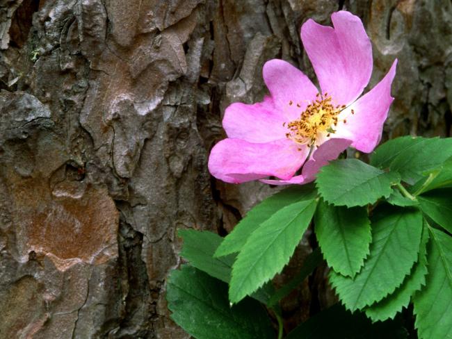 Wild Rose Against a Red Pine, Canada