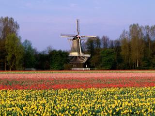 Obrazek: Keukenhof Gardens, Lisse, The Netherlands