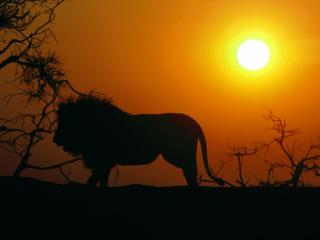 Obrazek: Silhouette, African Lion