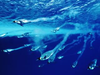 Obrazek: Swimming Emperor Penguins, Antarctica
