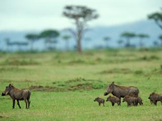 Obrazek: Warthog Family, Masai Mara, Kenya