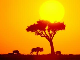 Obrazek: Wildebeest Herd, Africa