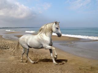 Obrazek: Biały koń na plaży